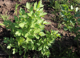 Leaves of fresh Lovage plant growing in the garden. Levisticum officinale is a powerful plant of the Apiaceae family, which is used mainly in gastronomy. Medicinal plants, herbs in the nature.