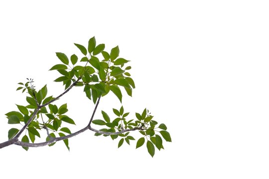A twig of tropical tree leaves on white isolated background for green foliage backdrop 
