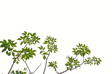 A beautiful branches of tropical tree with leaves on white isolated background for green foliage backdrop 