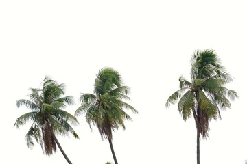 A row of tall coconut tree trunks with wind blowing on white isolated background for green foliage backdrop 