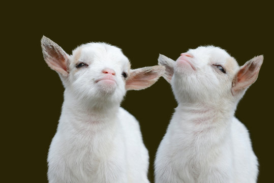 two cute white goat kids