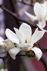 Fototapeta na wymiar blossom[yulan_magnolia]17