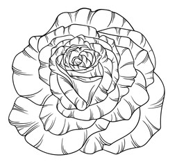 rose outline coloring page