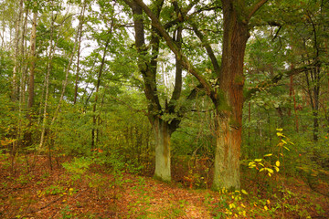 Two oaks in forest at late summer