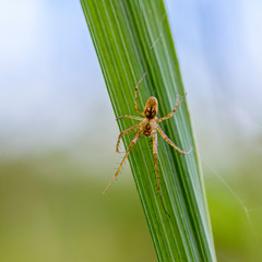 Female of spider metellina merianae sitting on a narrow sheet