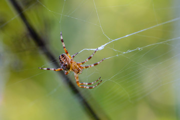 Female of the garden-spider sits in the center of its web