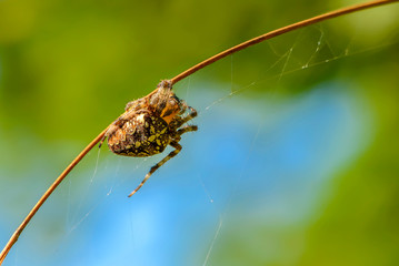 Female of the garden-spider weaves a web