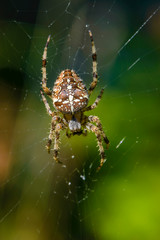 Female of the garden-spider sits in the center of its web