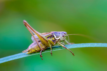 Young grasshopper sits on a narrow sheet