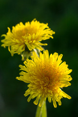 dandelion040