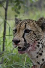 Guépard en chasse