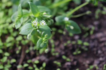 Chickweed ,Stellaria media. Young taste very gently with flavor of nuts. You can use them in fresh vegetable salads. The chickweed advantage is that we have it fresh almost all year round.