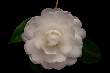 Single White Camelia Sasanqua Flower Isolated on Black Background