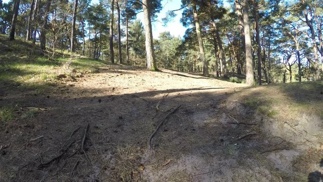 walking through a scots pine forest near the coast of the Baltic sea