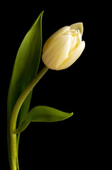 Single White Tulip Flower Isolated on Black Background