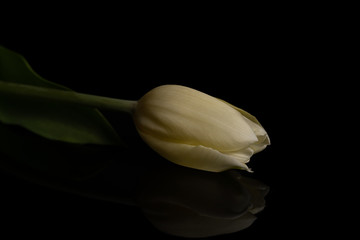 Single White Tulip Flower Reflecting on Black Background 