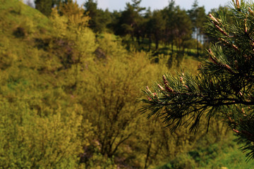Obraz na płótnie Canvas Green nature background. Tree branch in the foreground on the right