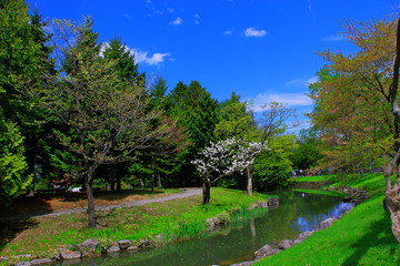 札幌中島公園の白梅の咲く風景