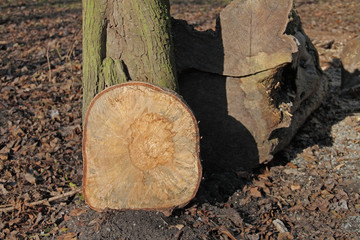 Baum-Querschnitt