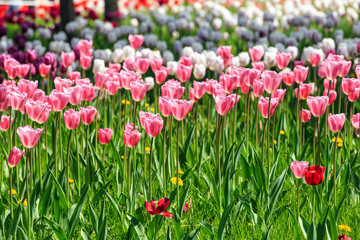 Elegant and noble tulips