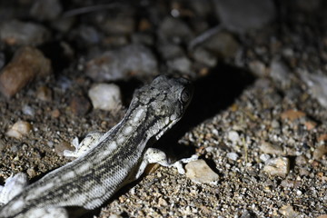 Gecko dans la nuit