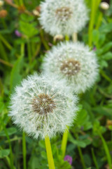 dandelion092