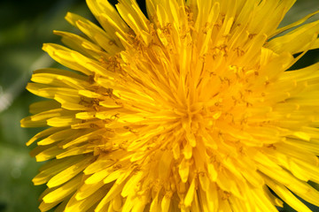 dandelion099