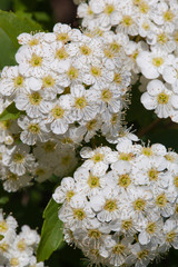 Reeves_spirea14