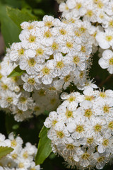 Reeves_spirea15