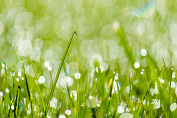 grass with dew water drops 