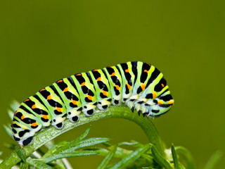 Schwalbenschwanz Raupe
