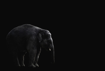 Elefant vor schwarzem Hintergrund