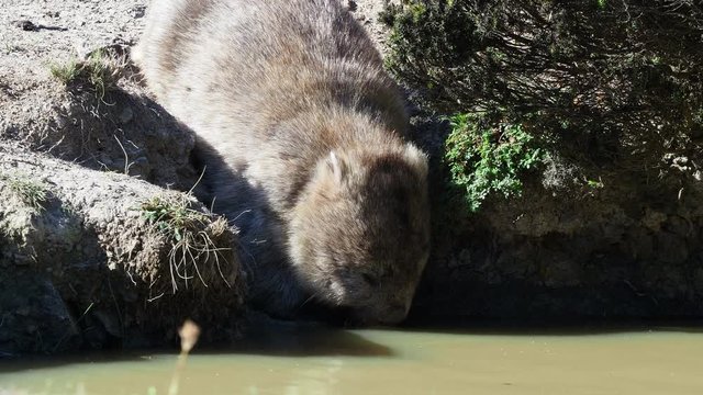 Vombatus ursinus - Common Wombat in the Tasmanian scenery, drinking puddle on the island near Tasmania.
