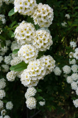 Reeves_spirea65