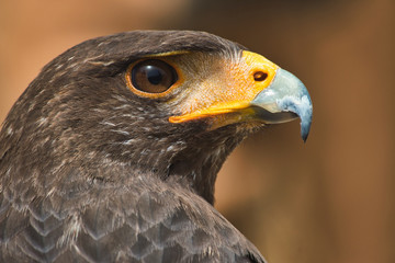 Close-up portrait of a Golden Eagle isolated against a blurry background