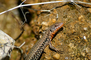 gekko sunbathing on the top of a rock,  (Gekko gecko)