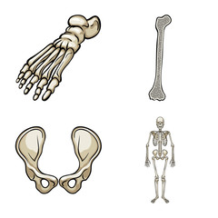 Isolated object of bone and skeleton logo. Set of bone and human stock symbol for web.