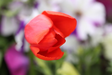 Red tulip flower with leafs in the garden.