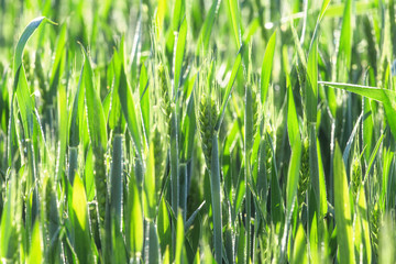 Wheat in the fields