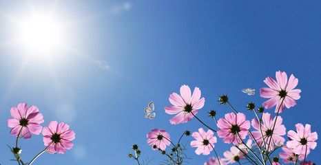 Cosmea flowers in front of blue sky with sun