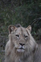 Fototapeta na wymiar Clan de lion d'afrique
