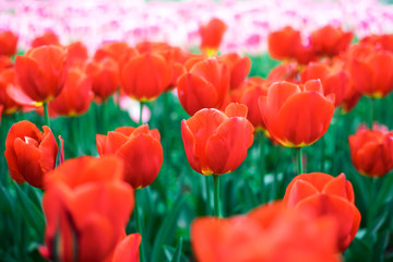 Red tulips close up at spring field.