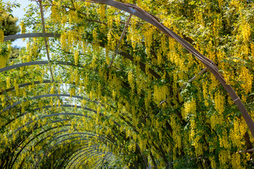 Refreshing tunnel of drooping blooming yellow wisteria flowers during springtime in Ashikaga flower...