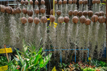 Spanish Moss hanging for sale in a local plant shop. Plant and flower market in Bang Kachao, Thailand.