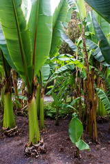 Obraz premium green plants in the garden