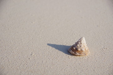 浜辺の貝