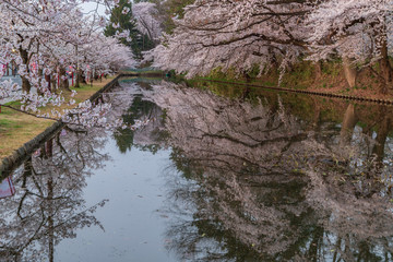 Cherry blossoms in Aomori Hirosaki castle ruins