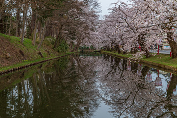 Fototapeta na wymiar Cherry blossoms in Aomori Hirosaki castle ruins