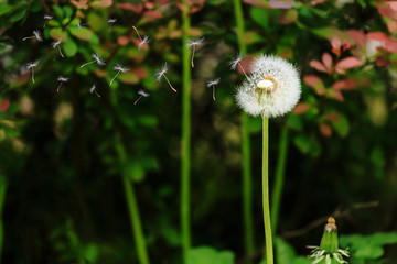Shoot dandelion details up close
