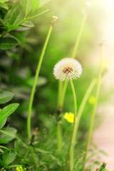 Shoot dandelion details up close